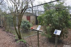 Volière des ibis rouges, des vanneaux téros et des hérons flûte-du-soleil