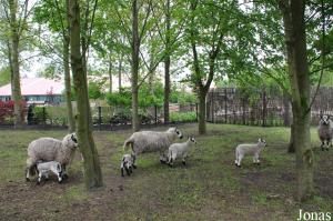 Enclos pour moutons domestiques