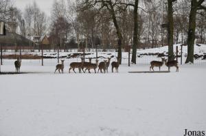 Groupe de cerfs sikas