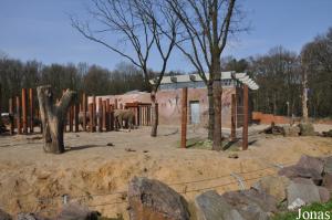 Installation des éléphants africains