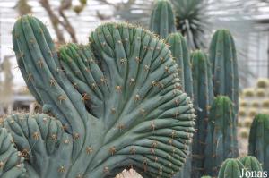 Familie Park CactusOase