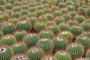 Familie Park CactusOase