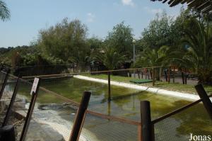 Crocodiles and alligators exhibit