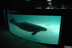 Manatee pool in the aquarium