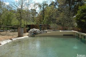 Pygmy hippos exhibit