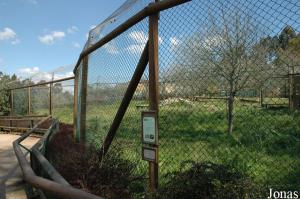 Snow leopards enclosure