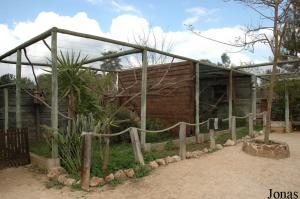 Common marmosets exhibit