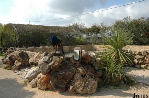 Porcupines exhibit