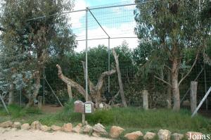 Black vultures aviary