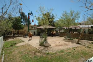 Camels enclosure