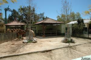 Dromedaries enclosure