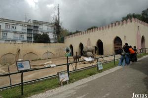 African elephants exhibit