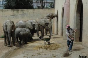 Group of African elephants and keeper