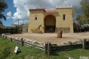 Exhibit of the Angolan giraffes