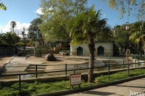 Exhibit for the common hippopotamus