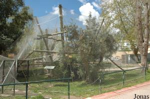 One of the new exhibits for the lemurs