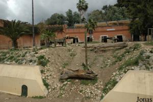 Exhibit of the Southwest African lions