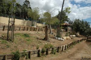 Enclosure of the scimitar-horned oryx