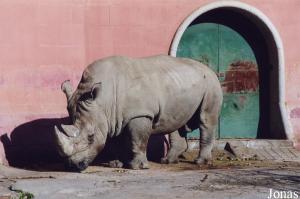 White rhinoceros