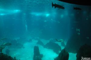 View of the Central Tank from the terrestrial level