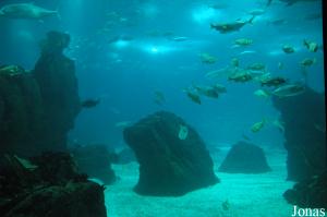 View of the Central Tank