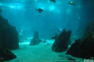 View of the Central Tank