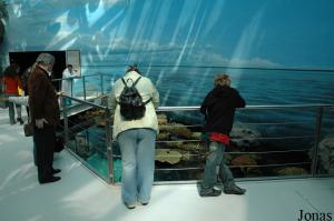 Tropical Indian Ocean display