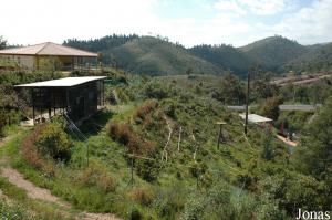 Entellus langurs enclosure