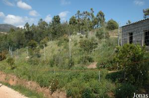 Cheetahs enclosure