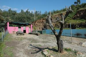 Pygmy hippos exhibit