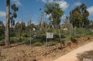 Javan langurs enclosure