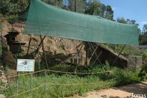 Black lemurs exhibit