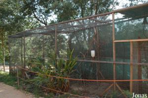 Chattering lories aviary