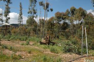 Sulawesi crested macaques enclosure