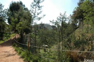 Ring-tailed lemurs enclosure