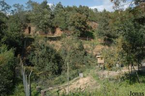 Ring-tailed lemurs enclosure