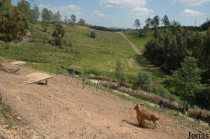 Barbary sheep enclosure