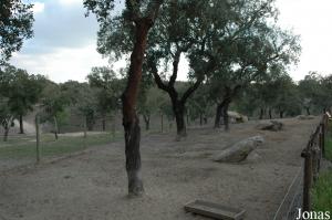 Wild boars enclosure