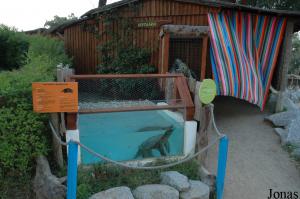 Vivarium and exhibit of the snapping turtle