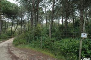 Single-wattled cassowaries enclosure