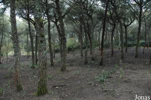 Red deer enclosure