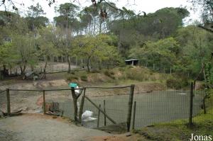 Swans pond