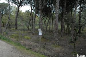 Common eland enclosure