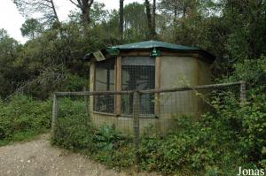 Aviary of the Eclectus parrot