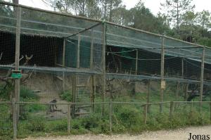 Primates cages for mangabey and guenons