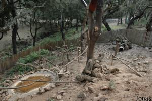 Ring-tailed coatis exhibit