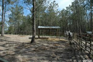 Horses enclosure in the children's zoo