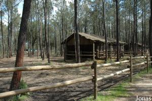 Watussi cattle enclosure in the children's zoo