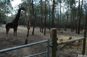 Giraffes enclosure in the safari