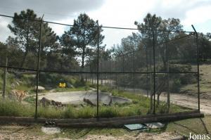 Tigers enclosure in the safari